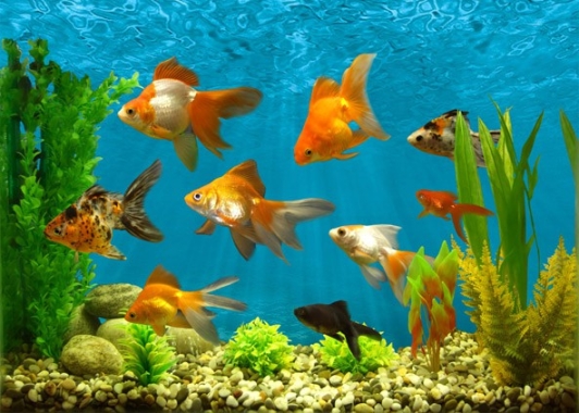 аквариум по фен-шуй, фен-шуй рыбки в аквариуме, аквариум с рыбками в фен-шуй, золотые рыбки по фен-шуй