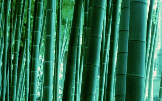бамбук в фен-шуй, бамбук счастья, счастливый бамбук, бамбуковая флейта