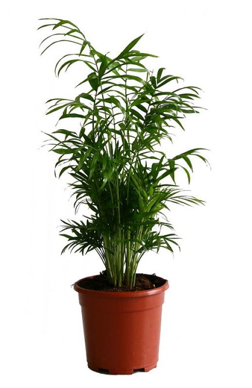 растения в фен-шуй, комнатные растения хорошо очищающие воздух